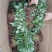 草莓苗20~30cm