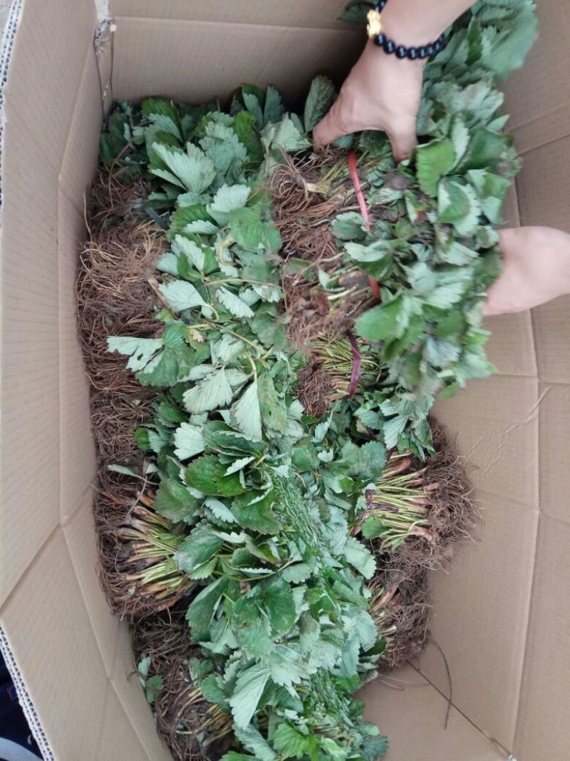 草莓苗20~30cm
