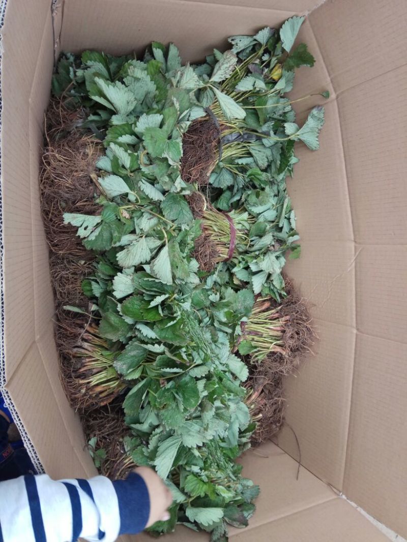 草莓苗20~30cm