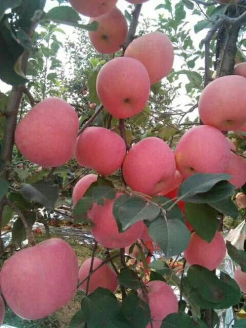 有好货红富士苹果以上纸袋隰县苹果吉县苹果苹果