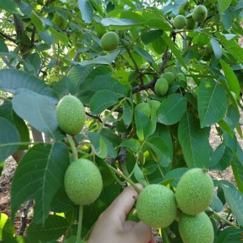 香玲核桃苗一年苗50~100cm