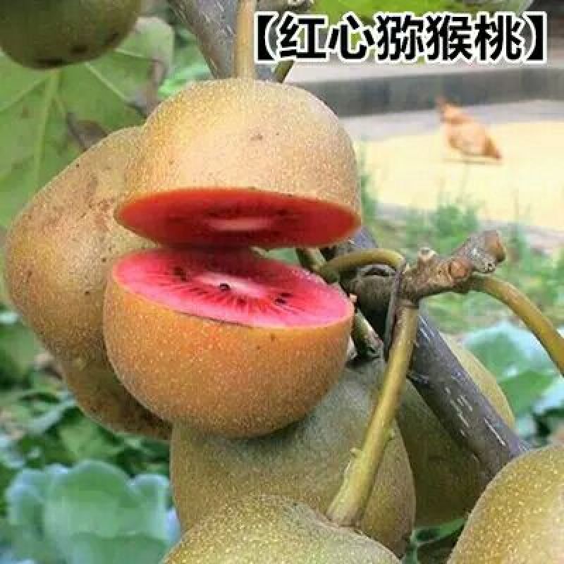 红心猕猴桃苗嫁接苗0.6~0.8cm35~40cm