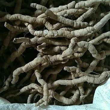 巴戟天二级