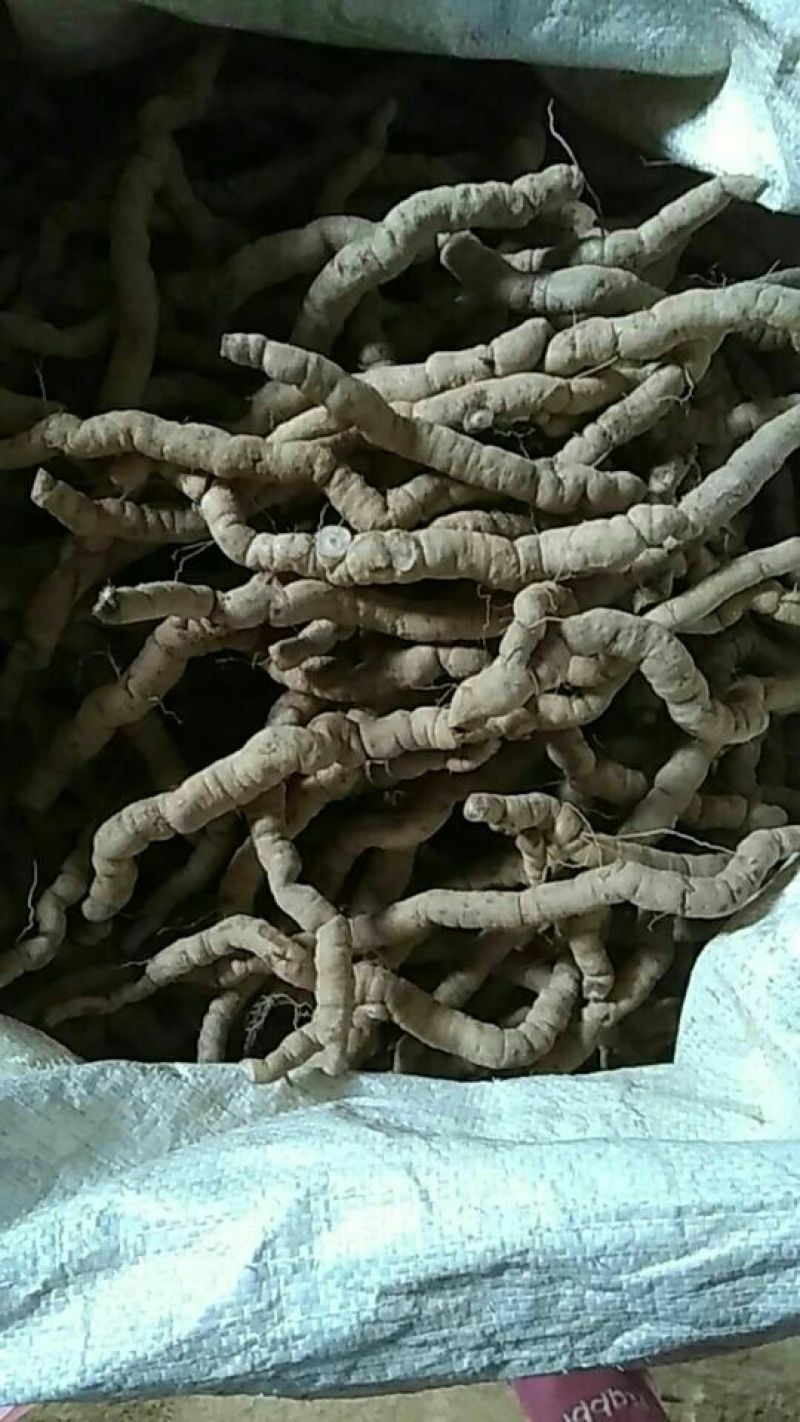 巴戟天二级