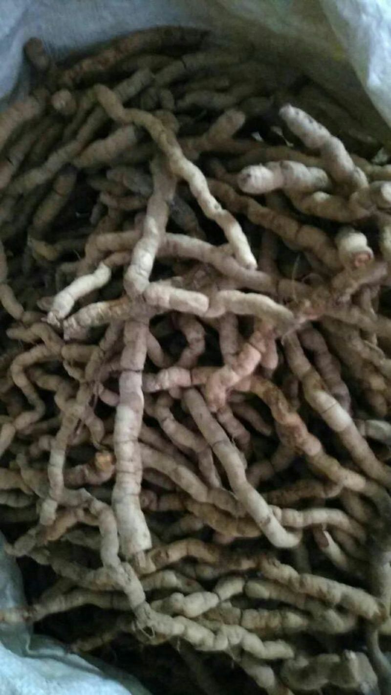 巴戟天二级