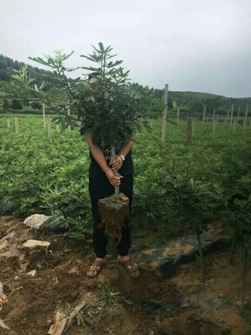 波姬红无花果苗80cm以上