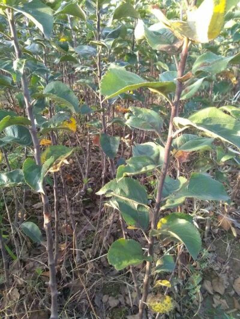 糖心苹果苗红肉苹果苗山西苹果苗供货量大