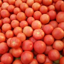 硬粉西红柿通货硬粉弧二以上沙瓤西红柿