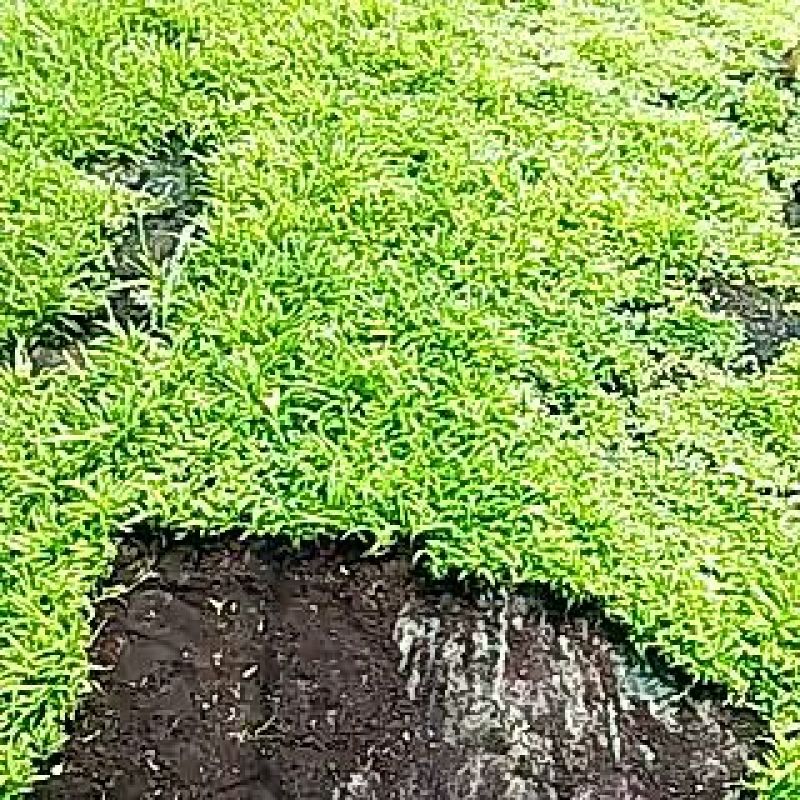 白芨种苗三叉白芨直播苗，用于驯化成活率高，成本低