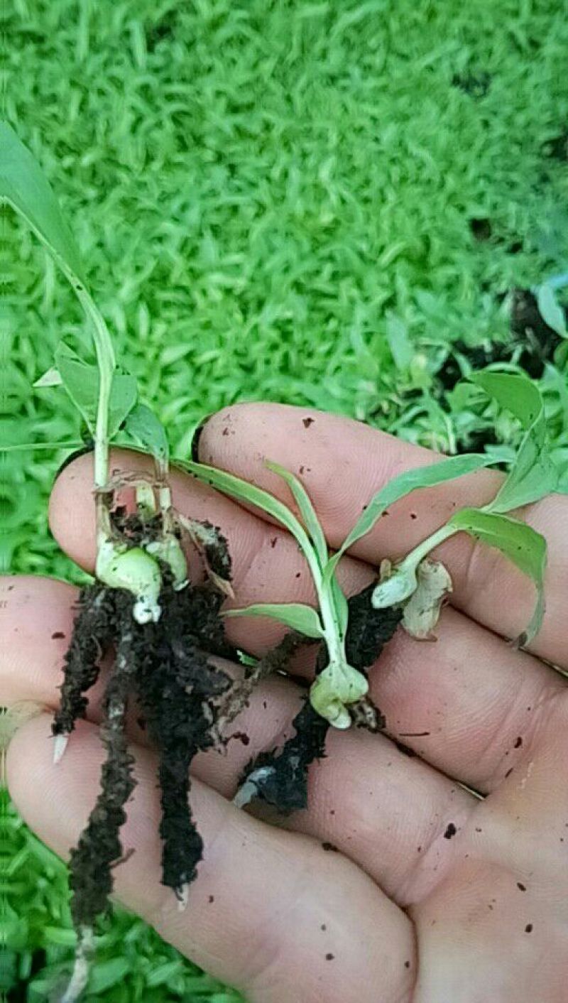 白芨种苗三叉白芨直播苗，用于驯化成活率高，成本低