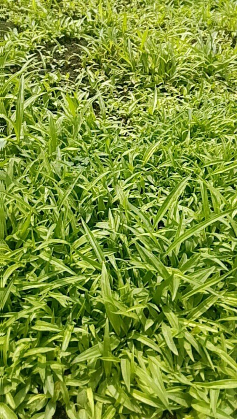 白芨种苗三叉白芨直播苗，用于驯化成活率高，成本低