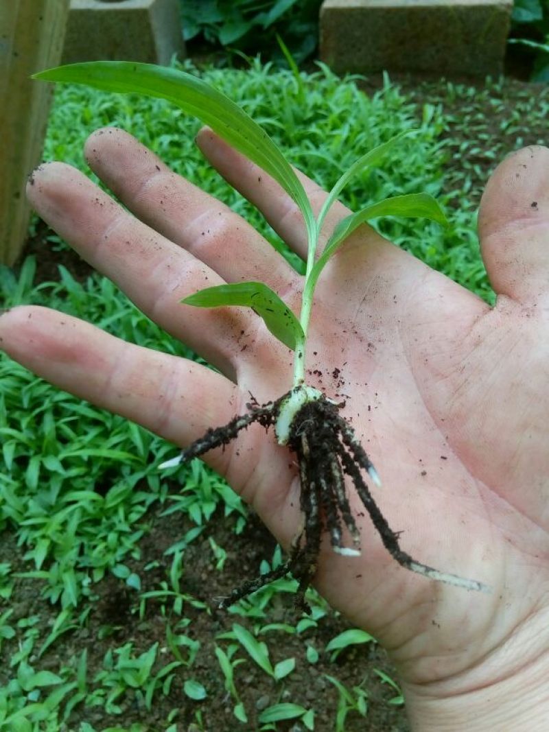 白芨种苗三叉白芨直播苗，用于驯化成活率高，成本低