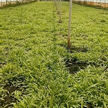 白芨种苗三叉白芨直播苗，用于驯化成活率高，成本低