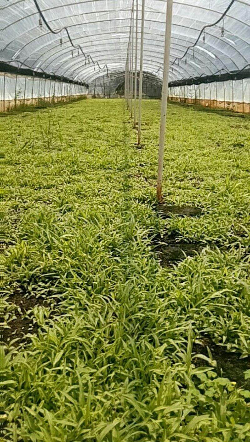 白芨种苗三叉白芨直播苗，用于驯化成活率高，成本低
