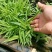 白芨种苗三叉白芨直播苗，用于驯化成活率高，成本低