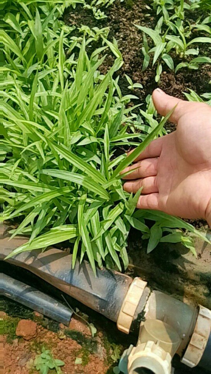 白芨种苗三叉白芨直播苗，用于驯化成活率高，成本低