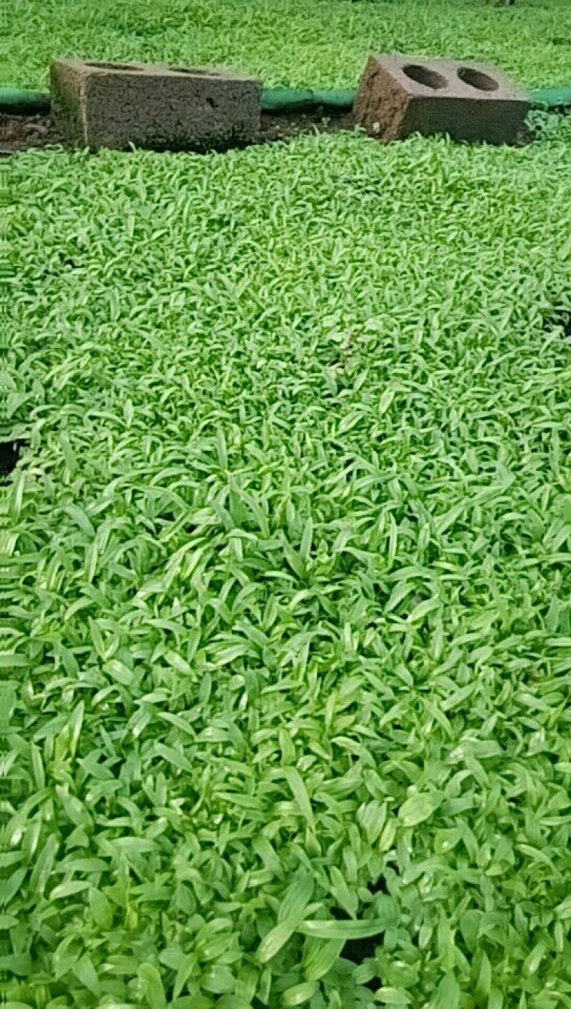 白芨种苗三叉白芨直播苗，用于驯化成活率高，成本低