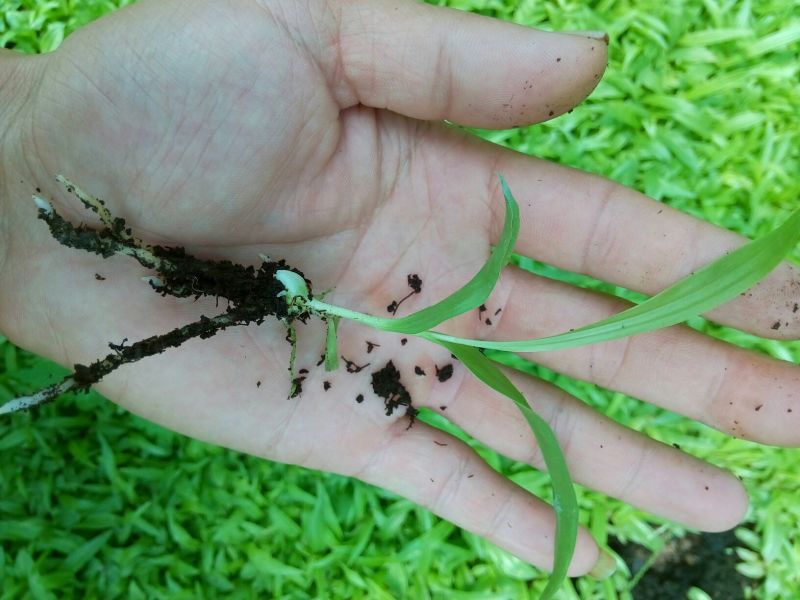 白芨种苗三叉白芨直播苗，用于驯化成活率高，成本低