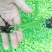 白芨种苗三叉白芨直播苗，用于驯化成活率高，成本低