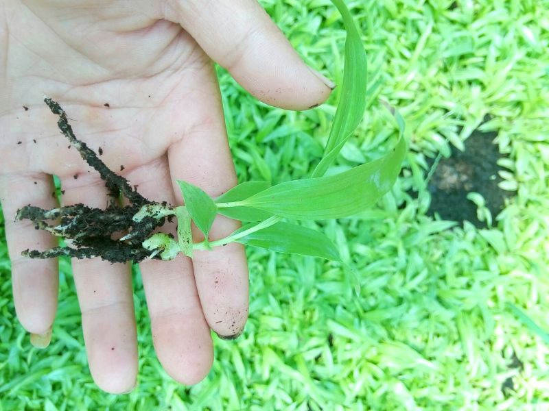 白芨种苗三叉白芨直播苗，用于驯化成活率高，成本低