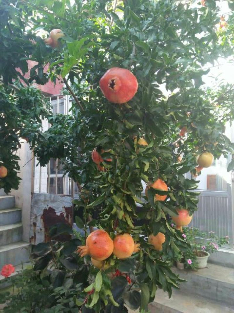 突尼斯软籽石榴树苗南北种植全国出售中