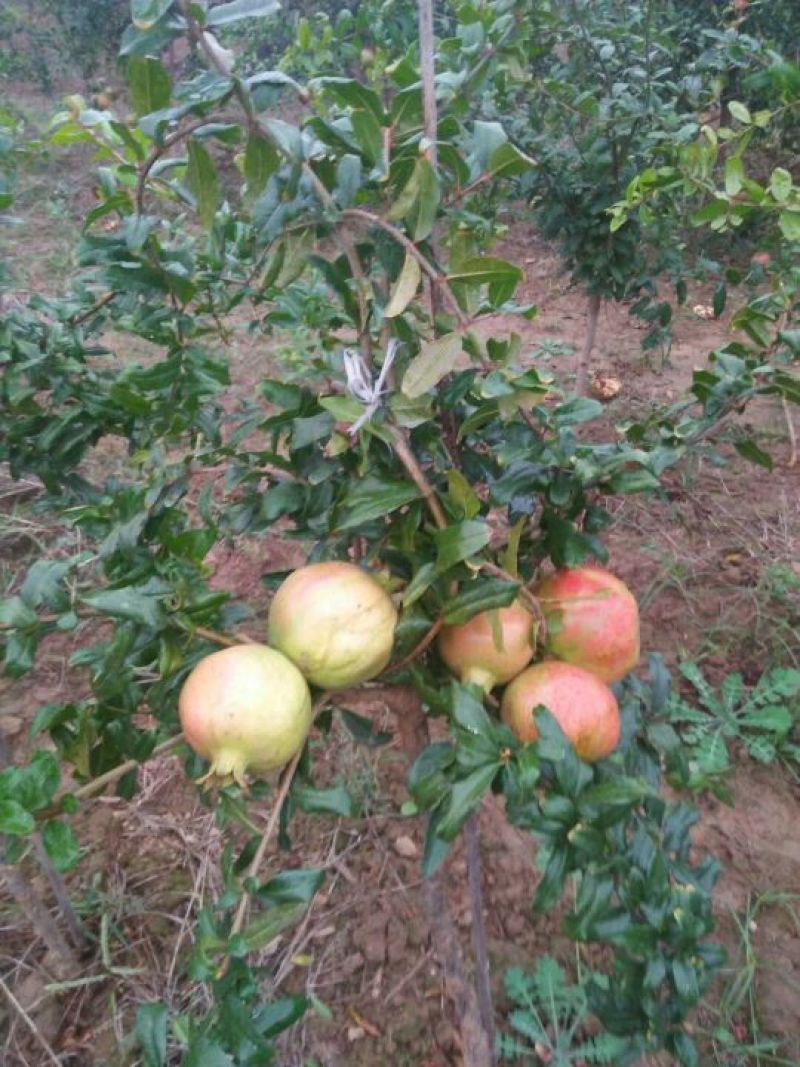 突尼斯软籽石榴树苗南北种植全国出售中