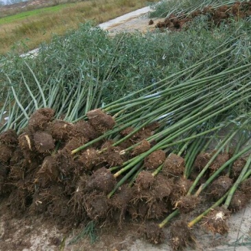 刚竹1~2m量大从优欢迎订购