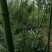 刚竹1~2m量大从优欢迎订购