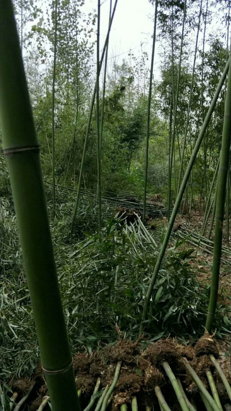 刚竹1~2m量大从优欢迎订购