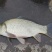 海南吉富罗非鱼苗8朝苗大小规格都有。