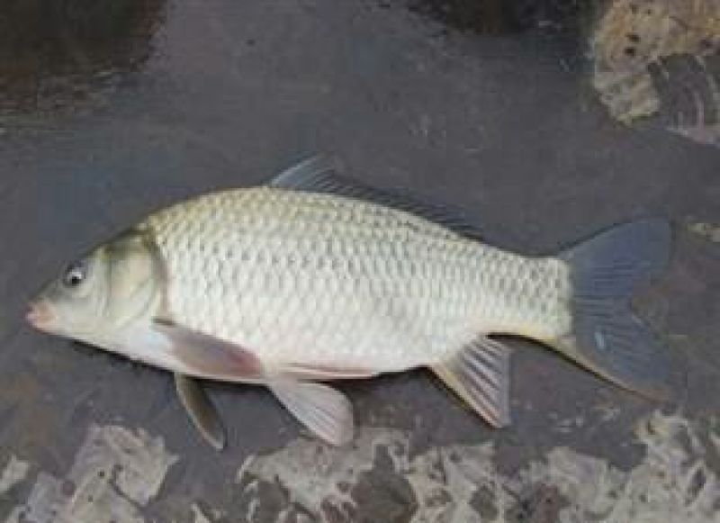 海南吉富罗非鱼苗8朝苗大小规格都有。