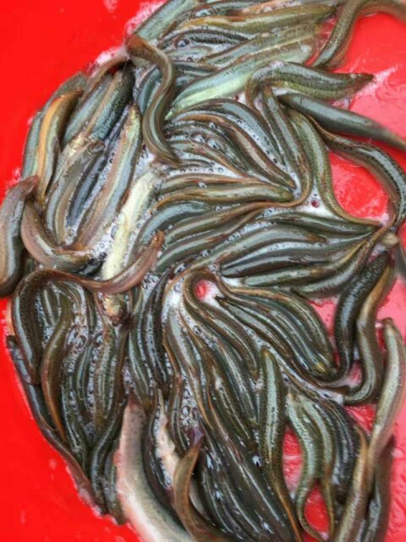 海南吉富罗非鱼苗8朝苗大小规格都有。