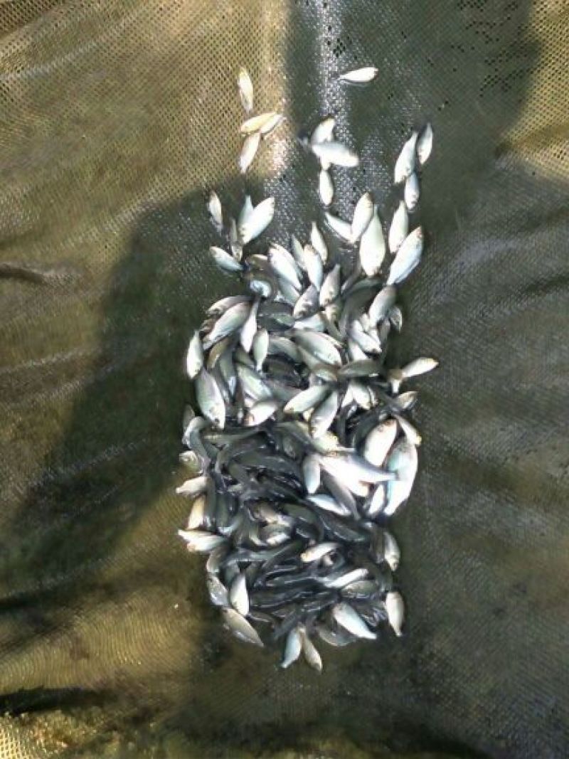 海南吉富罗非鱼苗8朝苗大小规格都有。