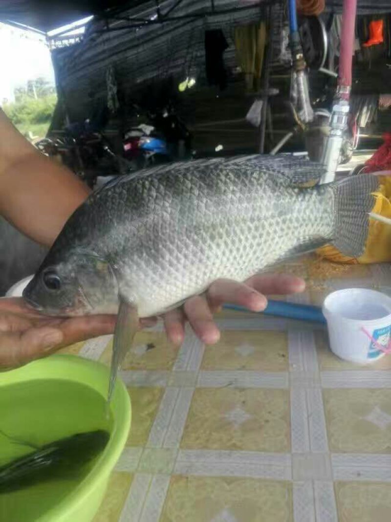 海南吉富罗非鱼苗8朝苗大小规格都有。