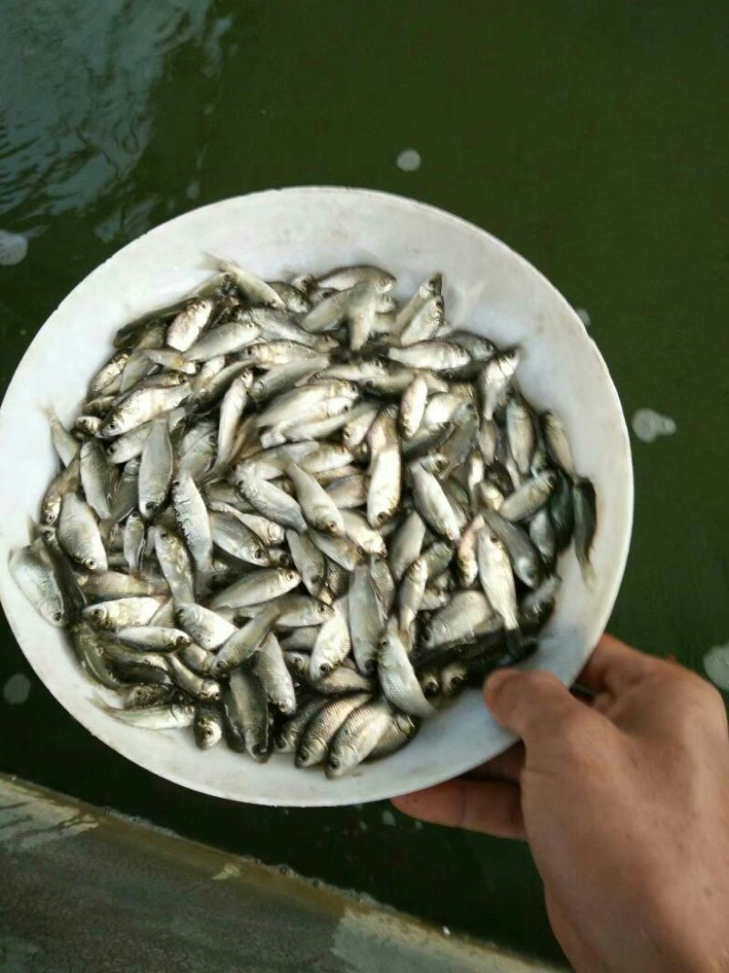 海南吉富罗非鱼苗8朝苗大小规格都有。