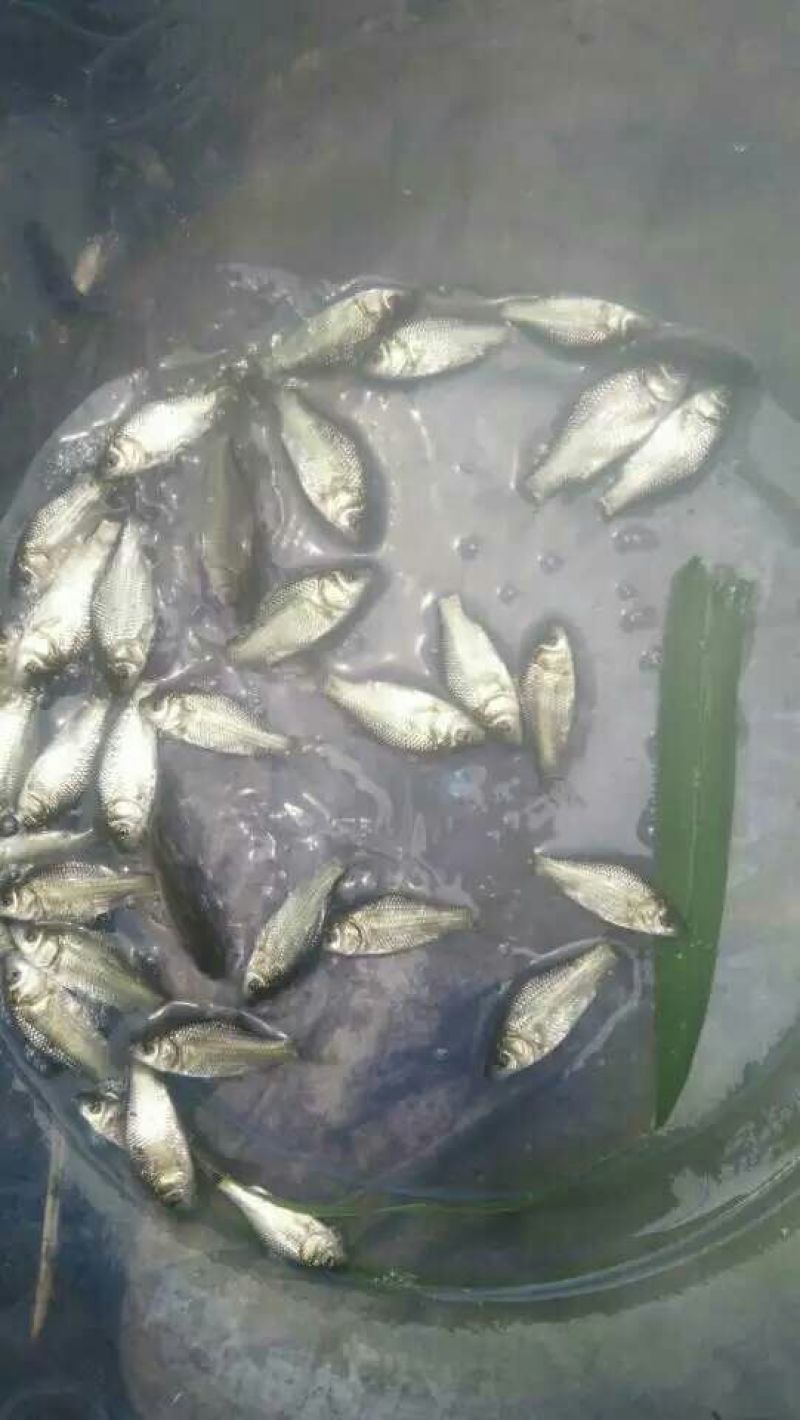 海南吉富罗非鱼苗8朝苗大小规格都有。
