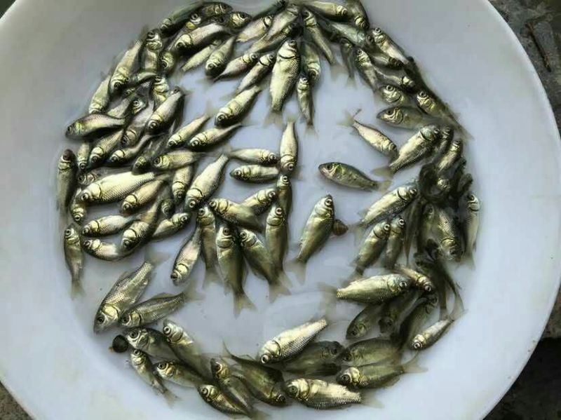 海南吉富罗非鱼苗8朝苗大小规格都有。