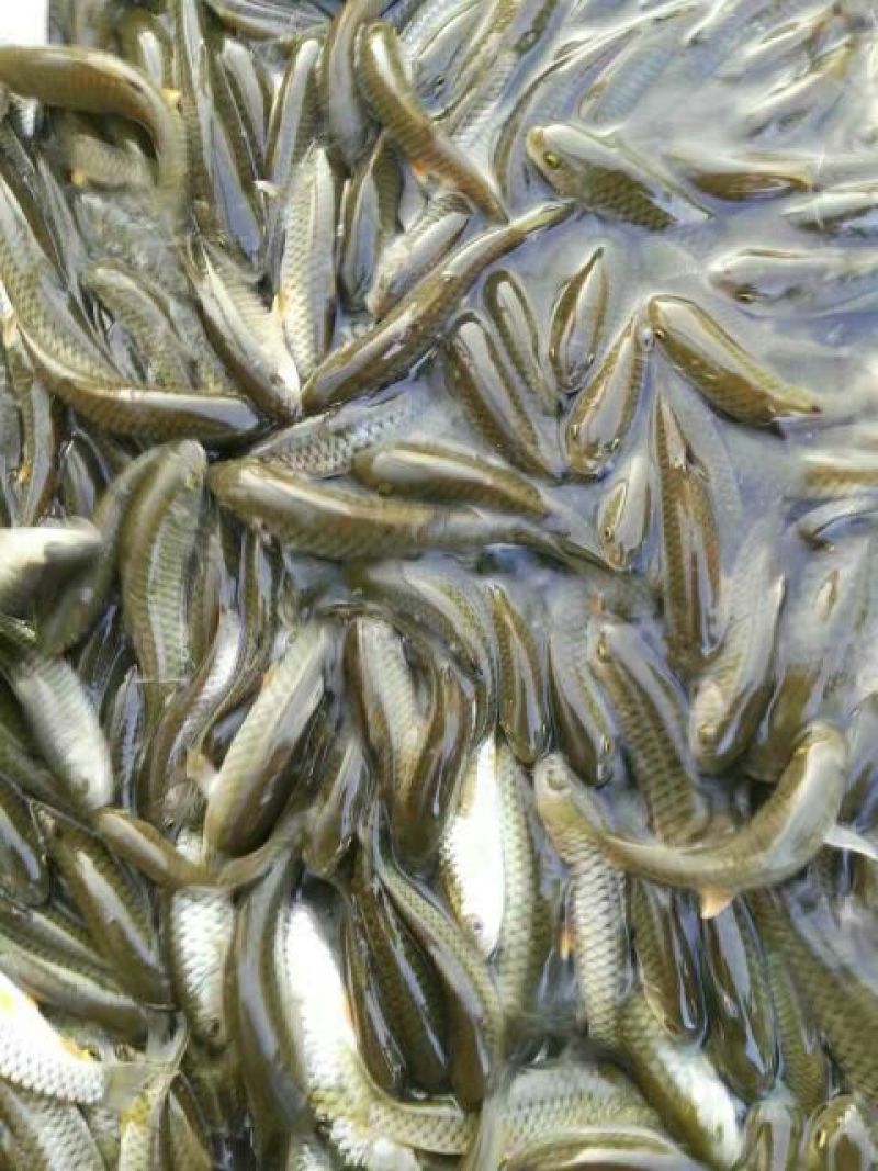 海南吉富罗非鱼苗8朝苗大小规格都有。