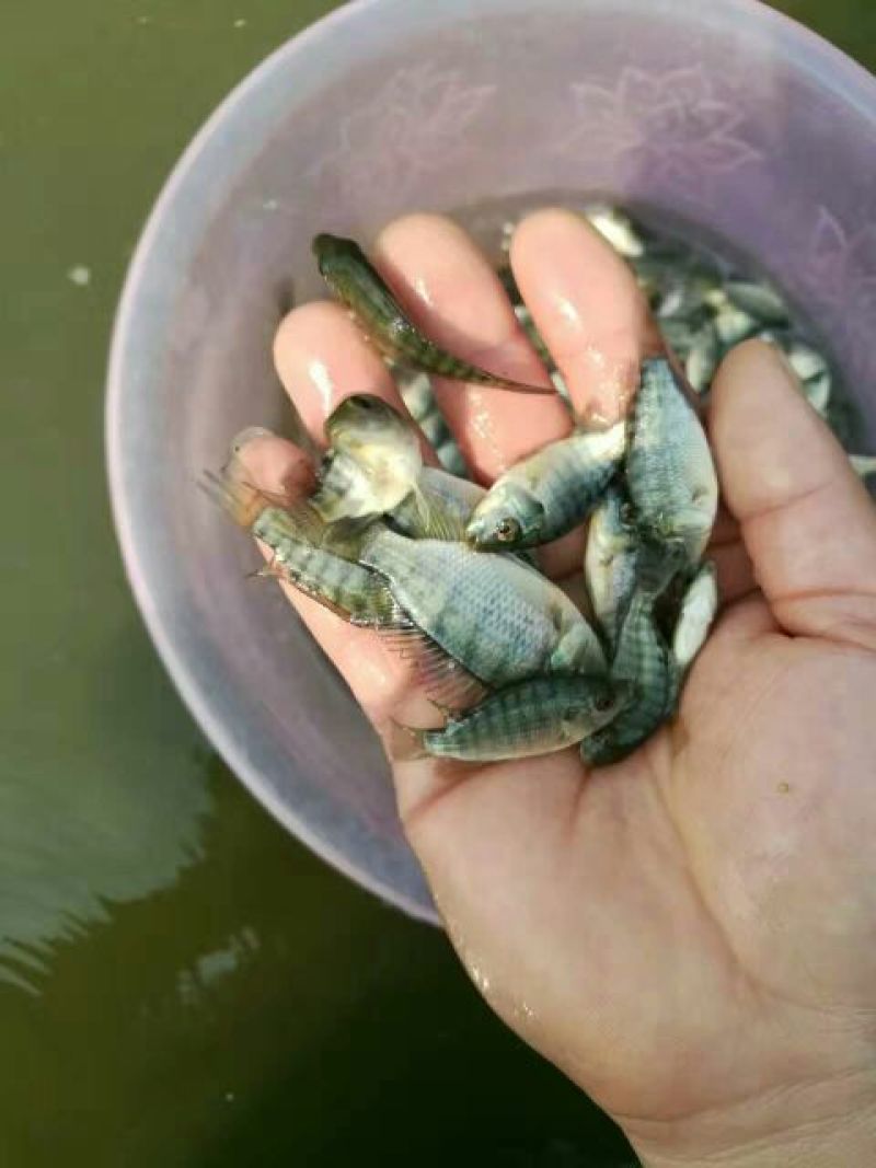 海南吉富罗非鱼苗8朝苗大小规格都有。