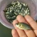 海南吉富罗非鱼苗8朝苗大小规格都有。