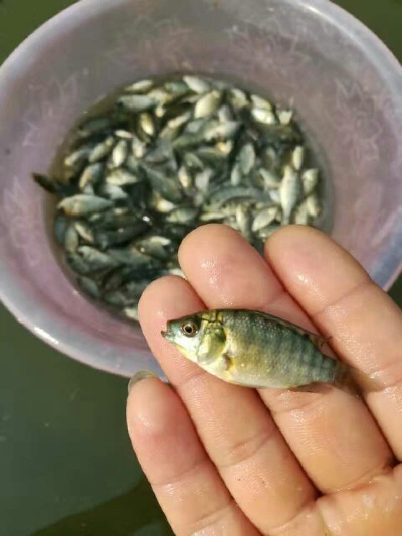 海南吉富罗非鱼苗8朝苗大小规格都有。
