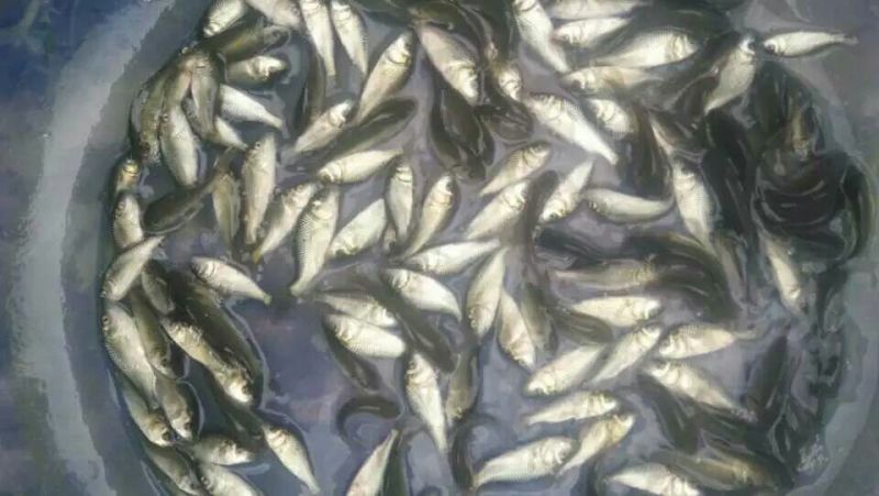 海南吉富罗非鱼苗8朝苗大小规格都有。