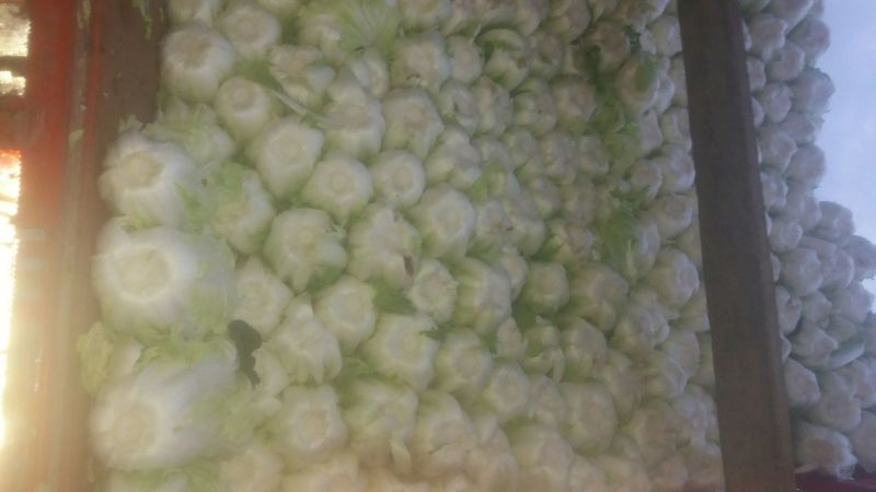 大白菜7斤以上毛菜
