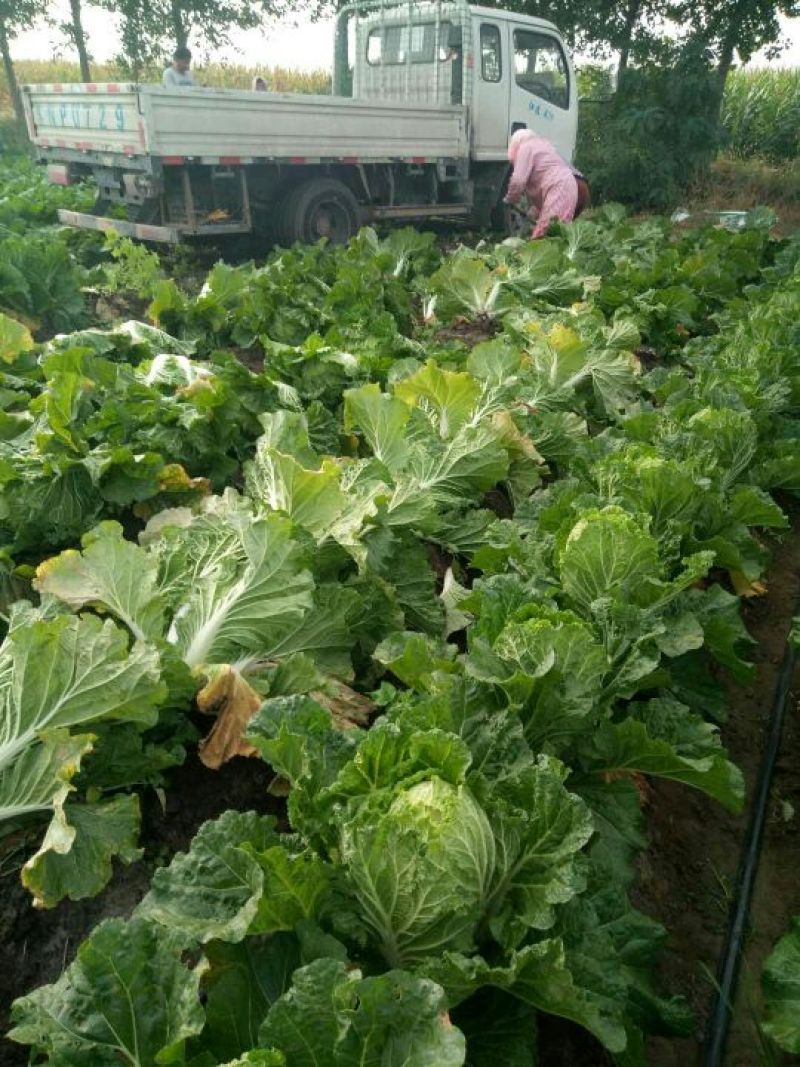 大白菜7斤以上毛菜