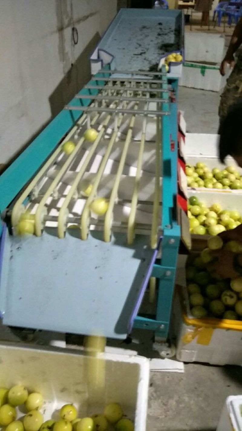 黄金百香果台湾黄金百香果