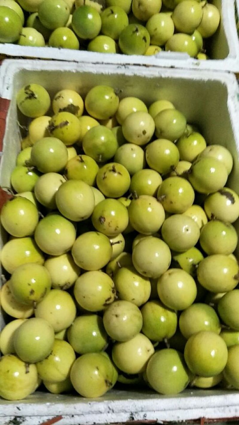 黄金百香果台湾黄金百香果