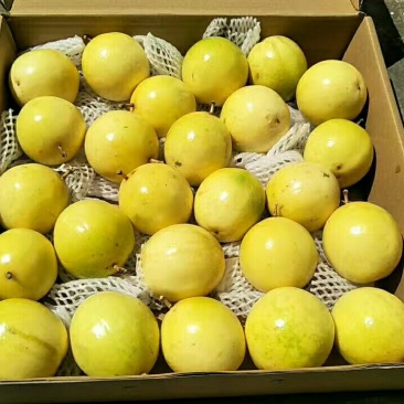 黄金百香果台湾黄金百香果