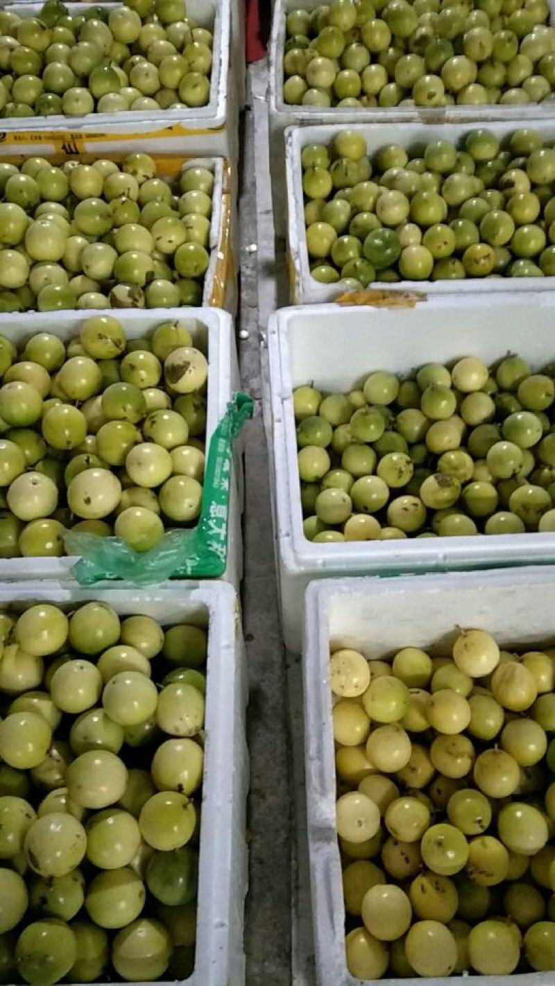 黄金百香果台湾黄金百香果