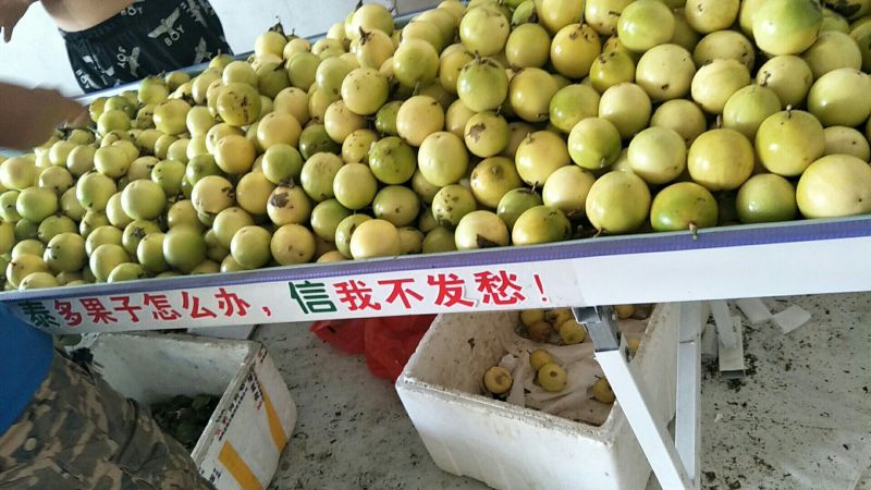 黄金百香果台湾黄金百香果