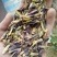 板蓝根种子，纯新籽，一年生药材的不二选择